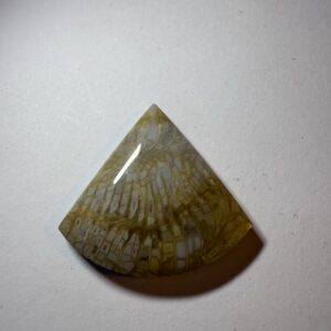 Fossil Coral (932)