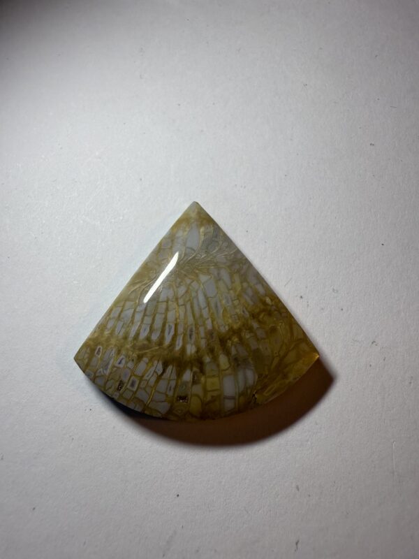 Fossil Coral (932)