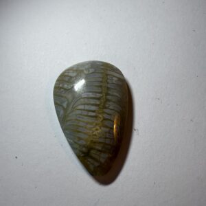 Fossil Coral (811)