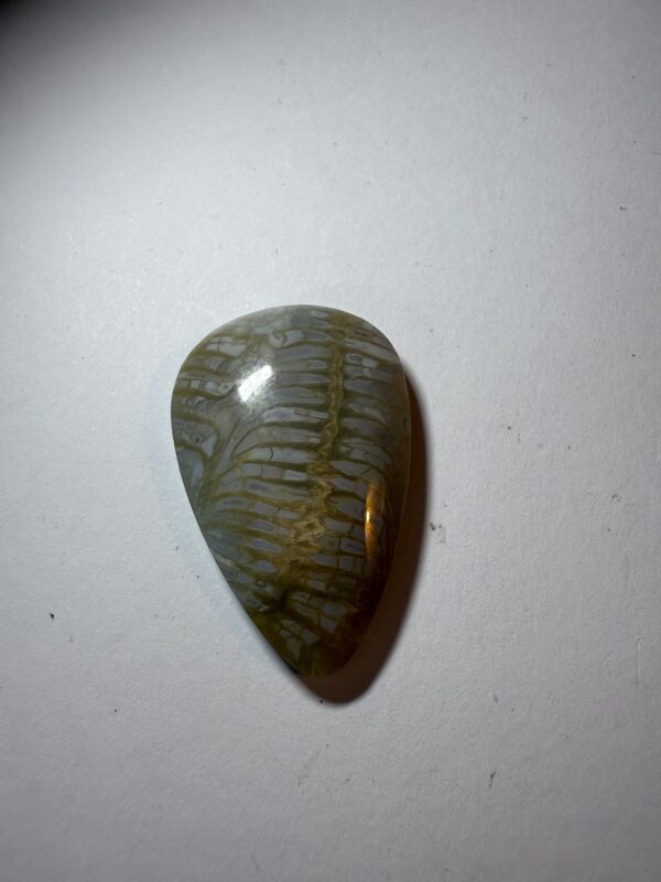 Fossil Coral (811)