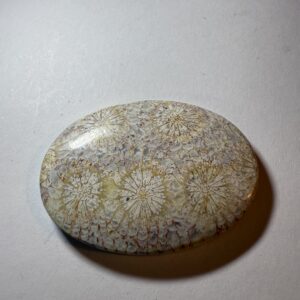 Fossil Coral (863)
