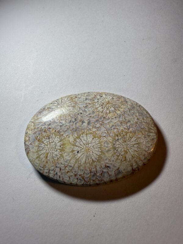 Fossil Coral (863)